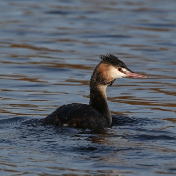 Oiseaux de zones humides